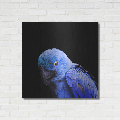 Luxe Metal Art 'Blue Quill' by Epic Portfolio Metal Wall Art,36x36