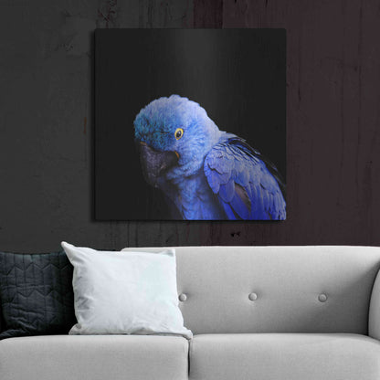 Luxe Metal Art 'Blue Quill' by Epic Portfolio Metal Wall Art,36x36