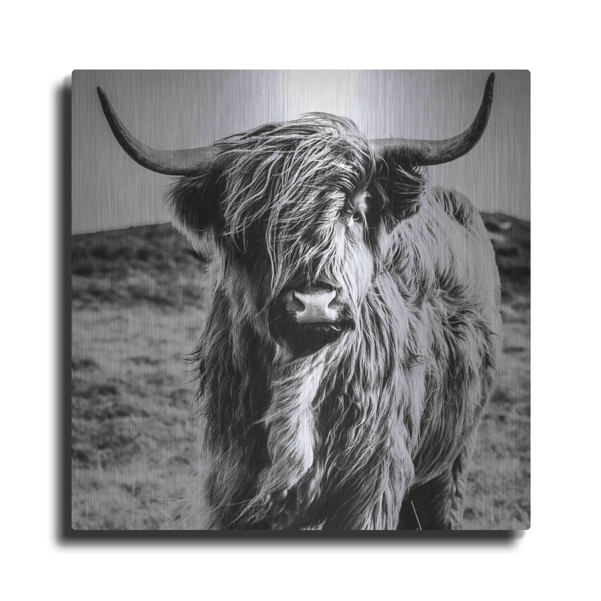Luxe Metal Art 'Fluffy Cow' by Epic Portfolio Metal Wall Art