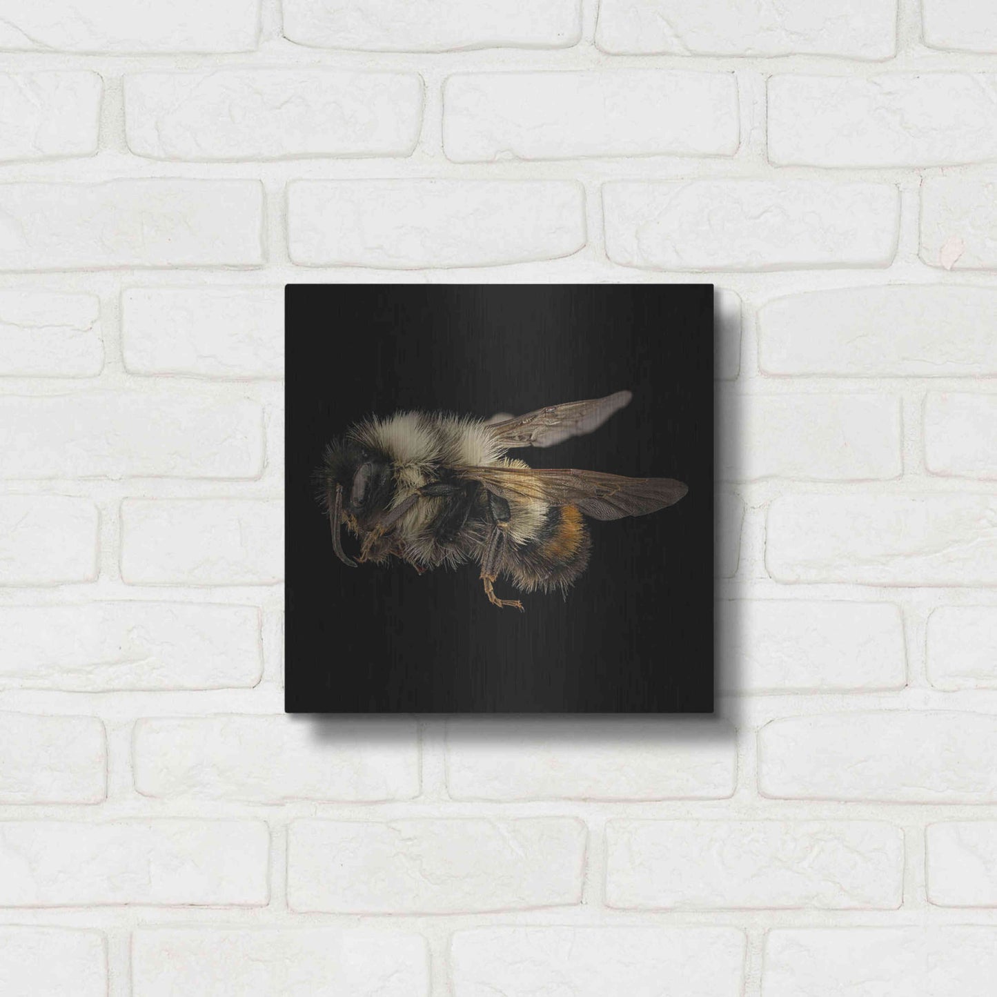 Luxe Metal Art 'Fuzzy Buzzy' by Epic Portfolio Metal Wall Art,12x12