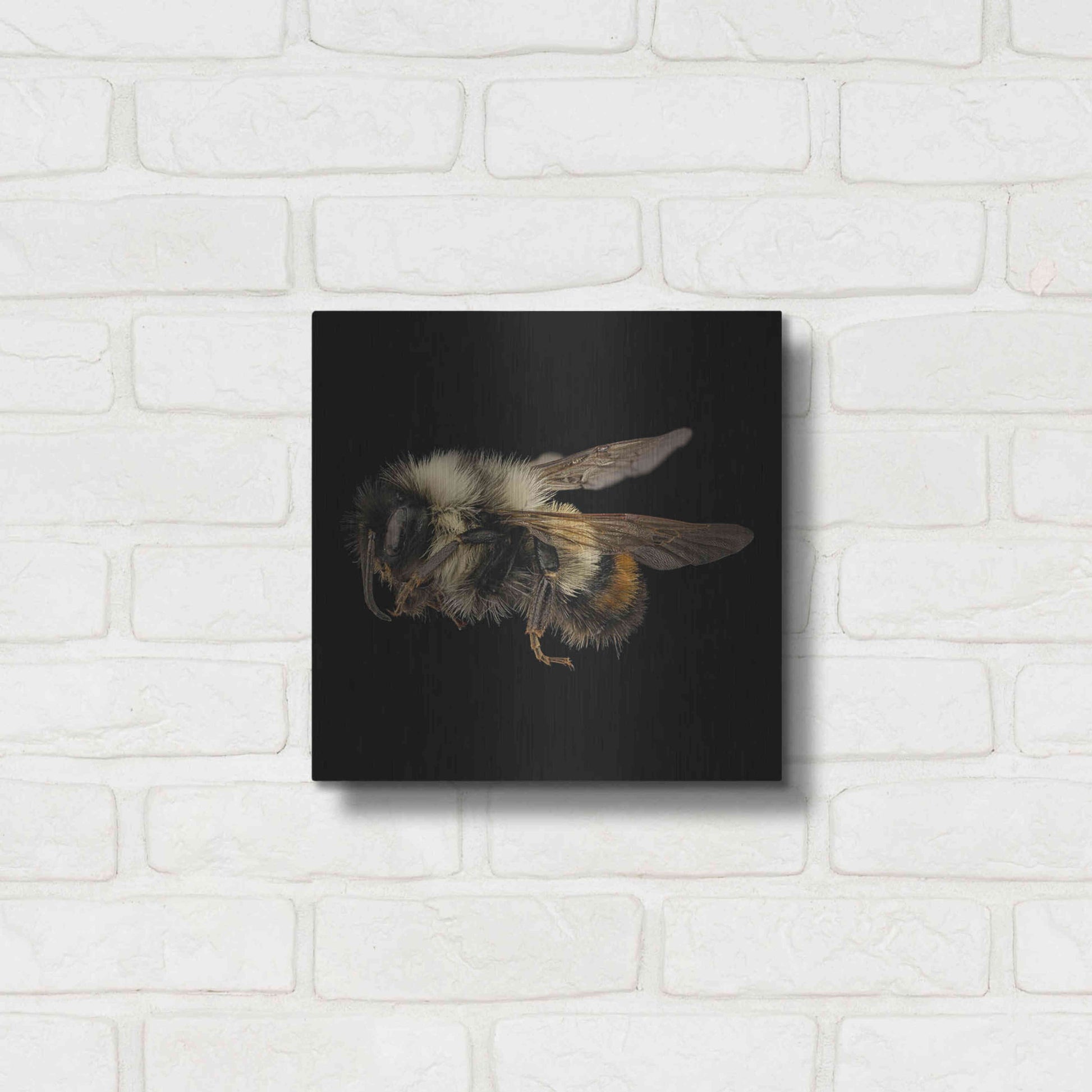 Luxe Metal Art 'Fuzzy Buzzy' by Epic Portfolio Metal Wall Art,12x12