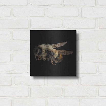Luxe Metal Art 'Fuzzy Buzzy' by Epic Portfolio Metal Wall Art,12x12