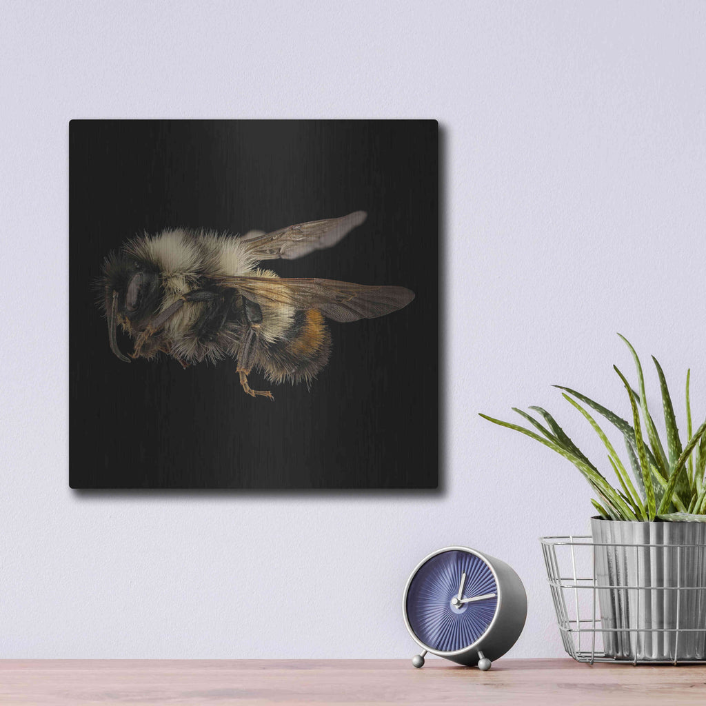 Luxe Metal Art 'Fuzzy Buzzy' by Epic Portfolio Metal Wall Art,12x12