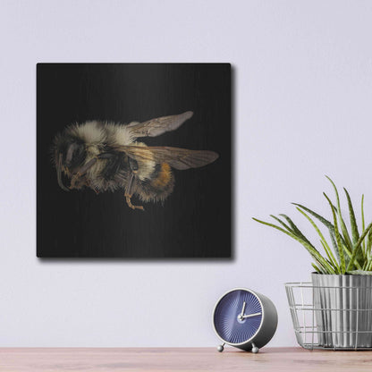 Luxe Metal Art 'Fuzzy Buzzy' by Epic Portfolio Metal Wall Art,12x12
