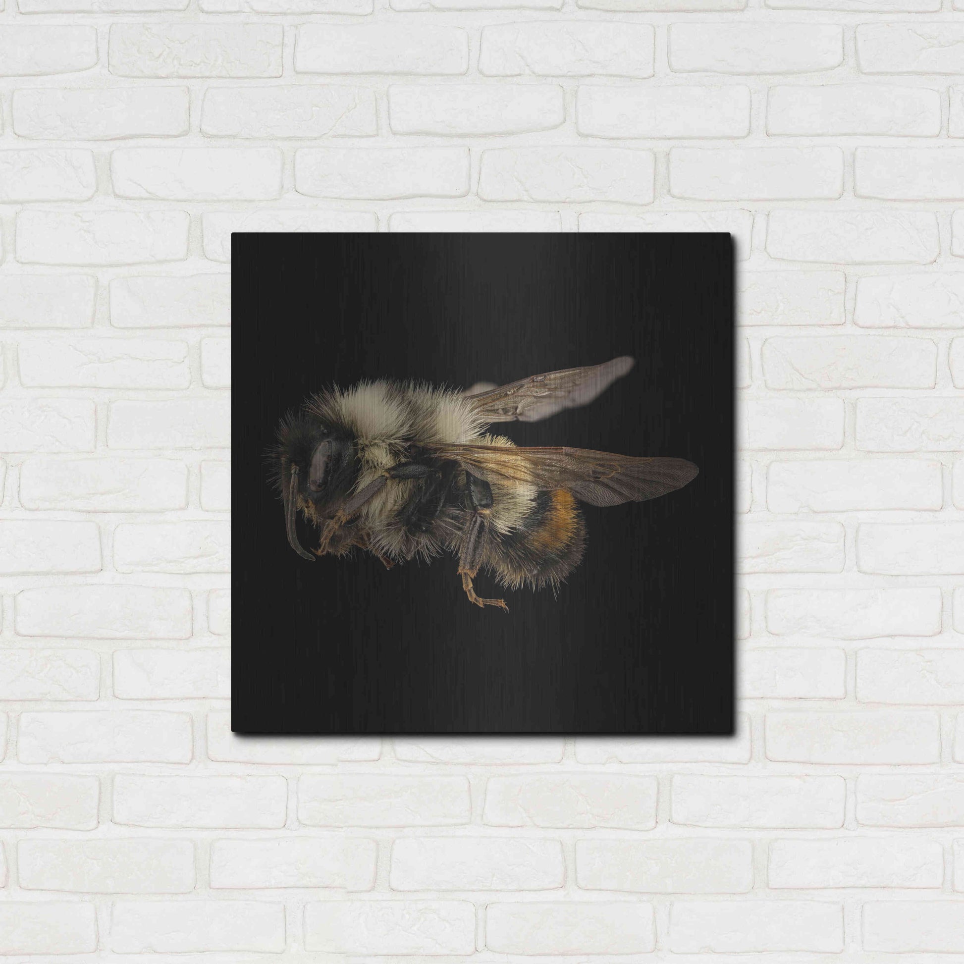Luxe Metal Art 'Fuzzy Buzzy' by Epic Portfolio Metal Wall Art,24x24