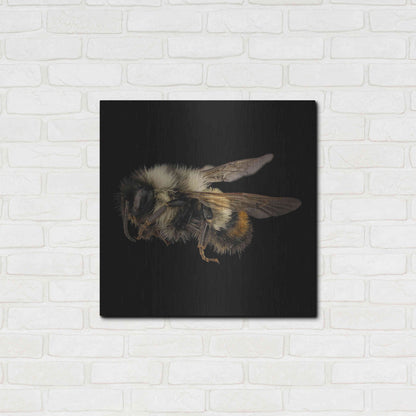 Luxe Metal Art 'Fuzzy Buzzy' by Epic Portfolio Metal Wall Art,24x24