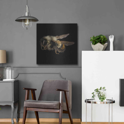 Luxe Metal Art 'Fuzzy Buzzy' by Epic Portfolio Metal Wall Art,24x24