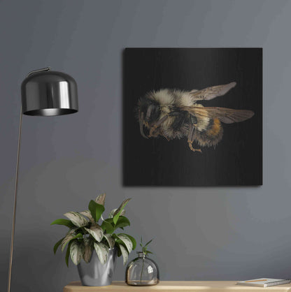 Luxe Metal Art 'Fuzzy Buzzy' by Epic Portfolio Metal Wall Art,24x24