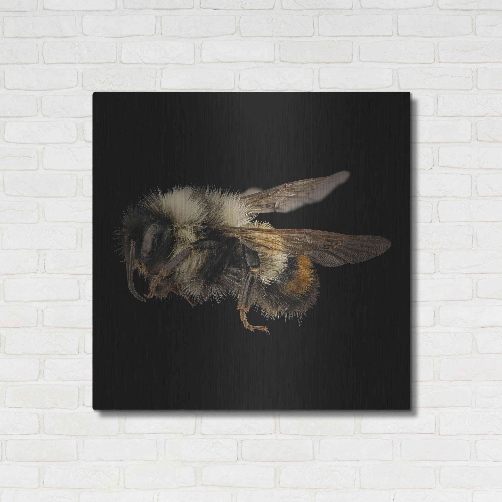 Luxe Metal Art 'Fuzzy Buzzy' by Epic Portfolio Metal Wall Art,36x36
