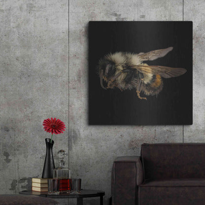 Luxe Metal Art 'Fuzzy Buzzy' by Epic Portfolio Metal Wall Art,36x36