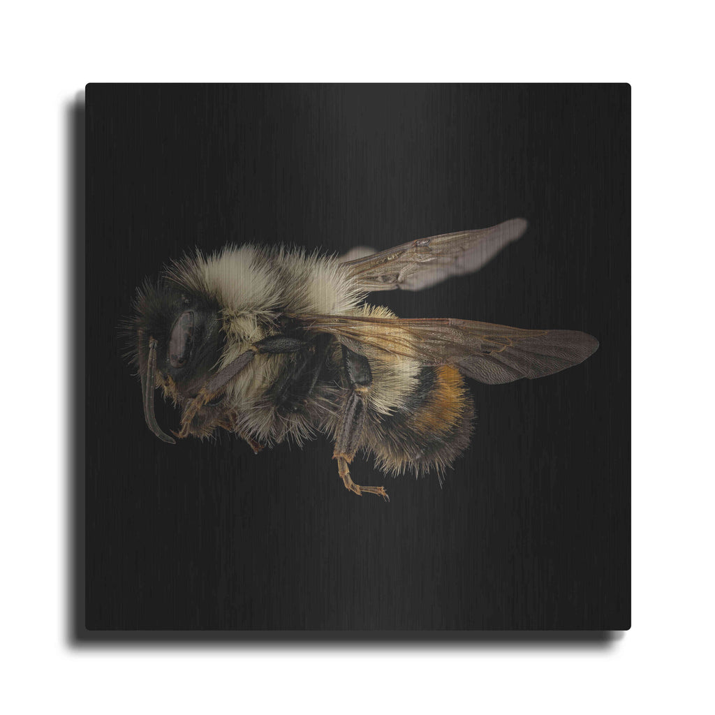 Luxe Metal Art 'Fuzzy Buzzy' by Epic Portfolio Metal Wall Art