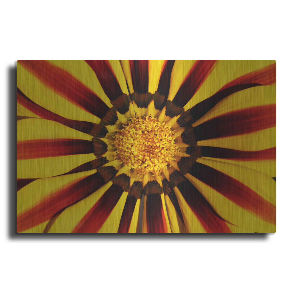 Luxe Metal Art 'Gazania' by Epic Portfolio Metal Wall Art