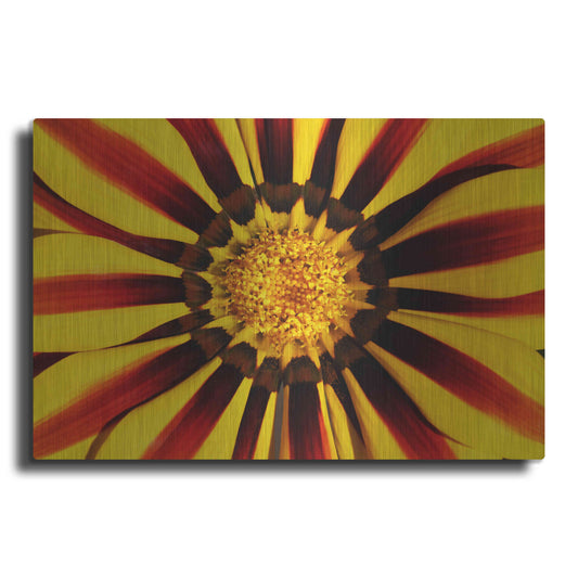 Luxe Metal Art 'Gazania' by Epic Portfolio Metal Wall Art