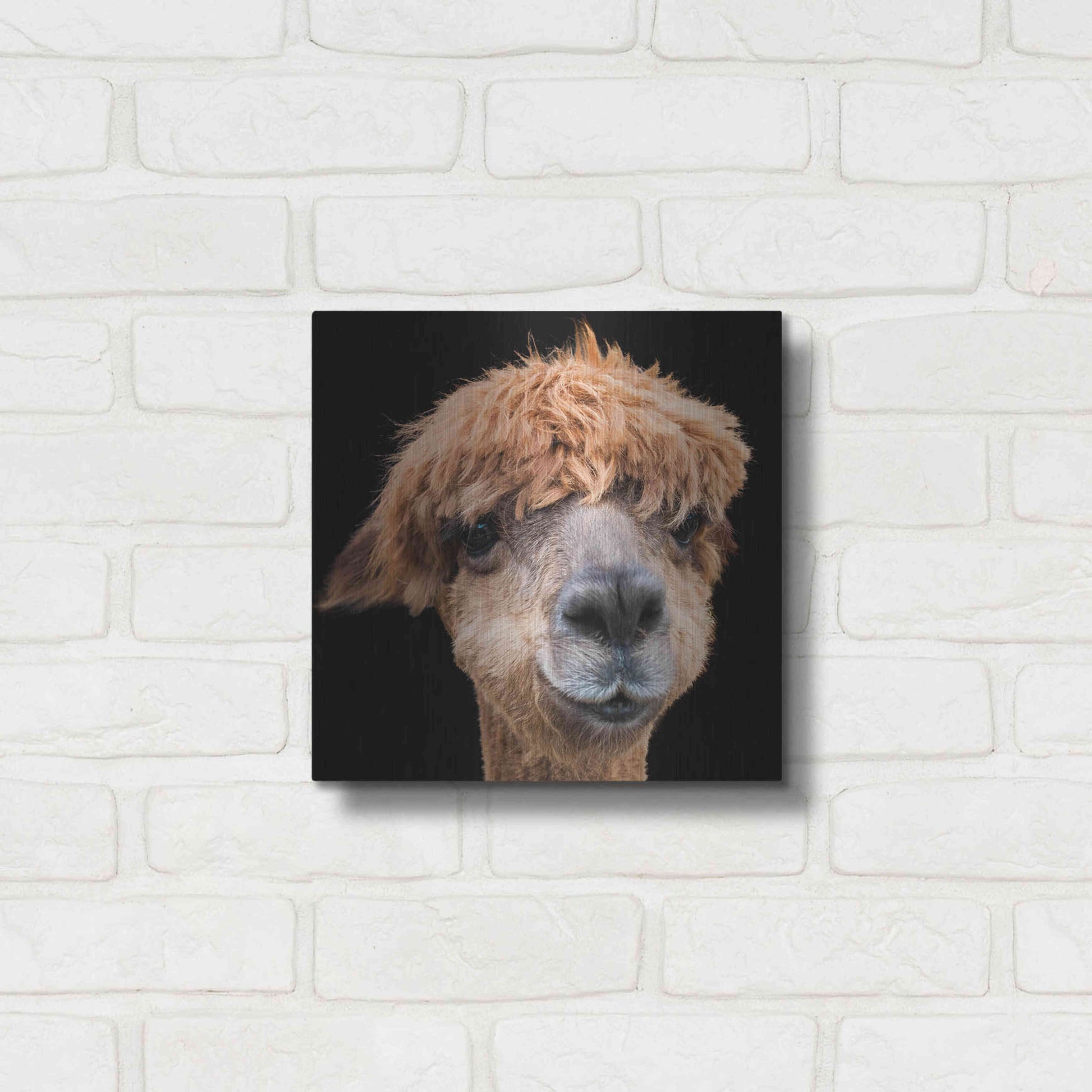 Luxe Metal Art 'Hippy Lama' by Epic Portfolio Metal Wall Art,12x12
