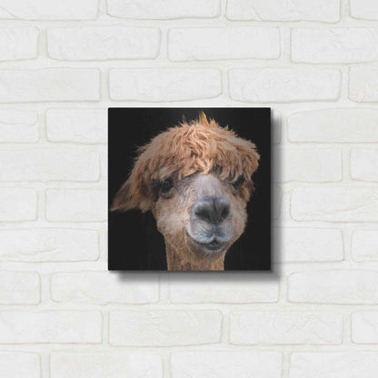 Luxe Metal Art 'Hippy Lama' by Epic Portfolio Metal Wall Art,12x12