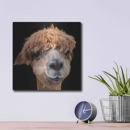 Luxe Metal Art 'Hippy Lama' by Epic Portfolio Metal Wall Art,12x12
