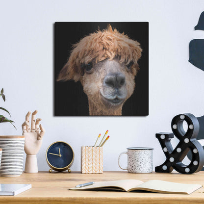 Luxe Metal Art 'Hippy Lama' by Epic Portfolio Metal Wall Art,12x12
