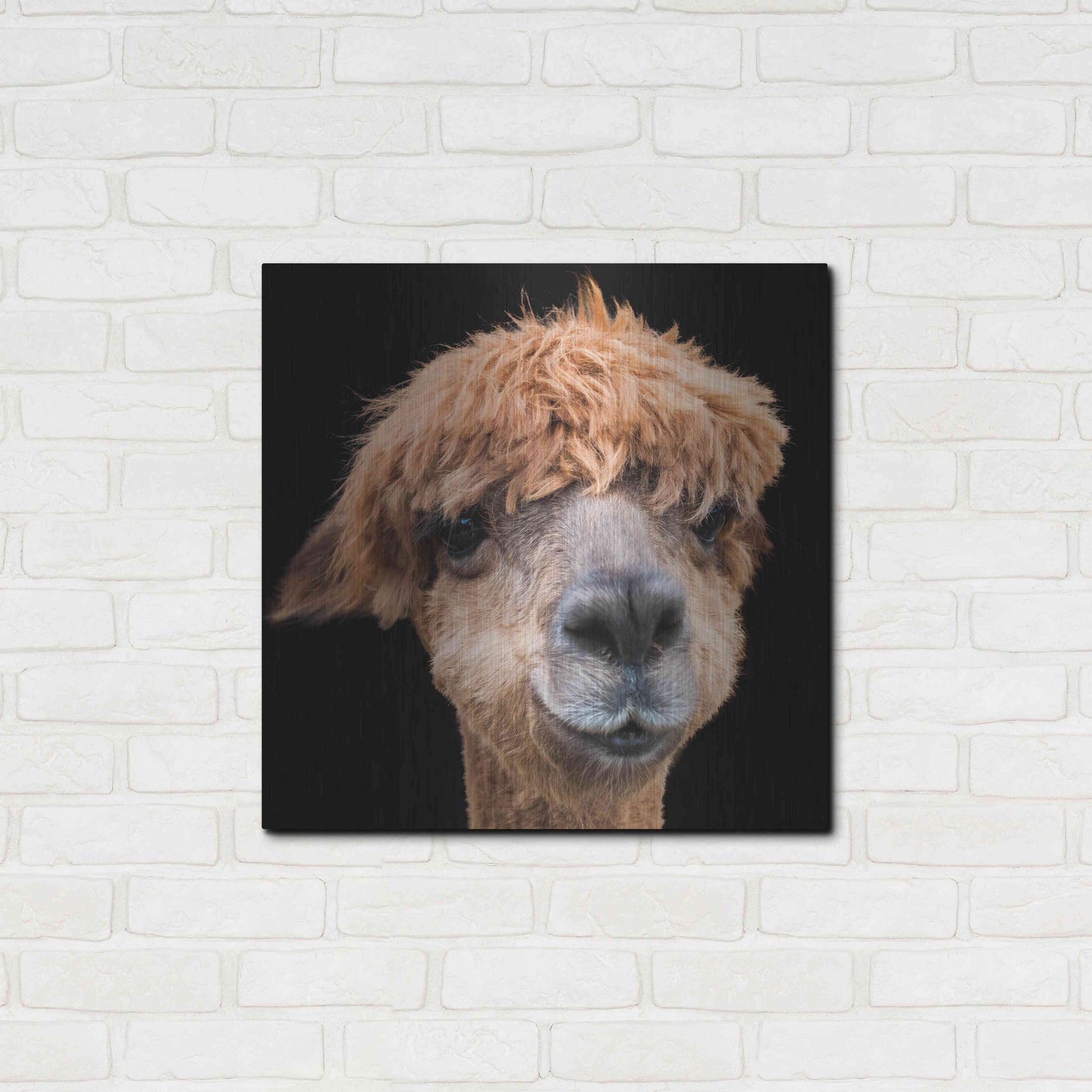 Luxe Metal Art 'Hippy Lama' by Epic Portfolio Metal Wall Art,24x24