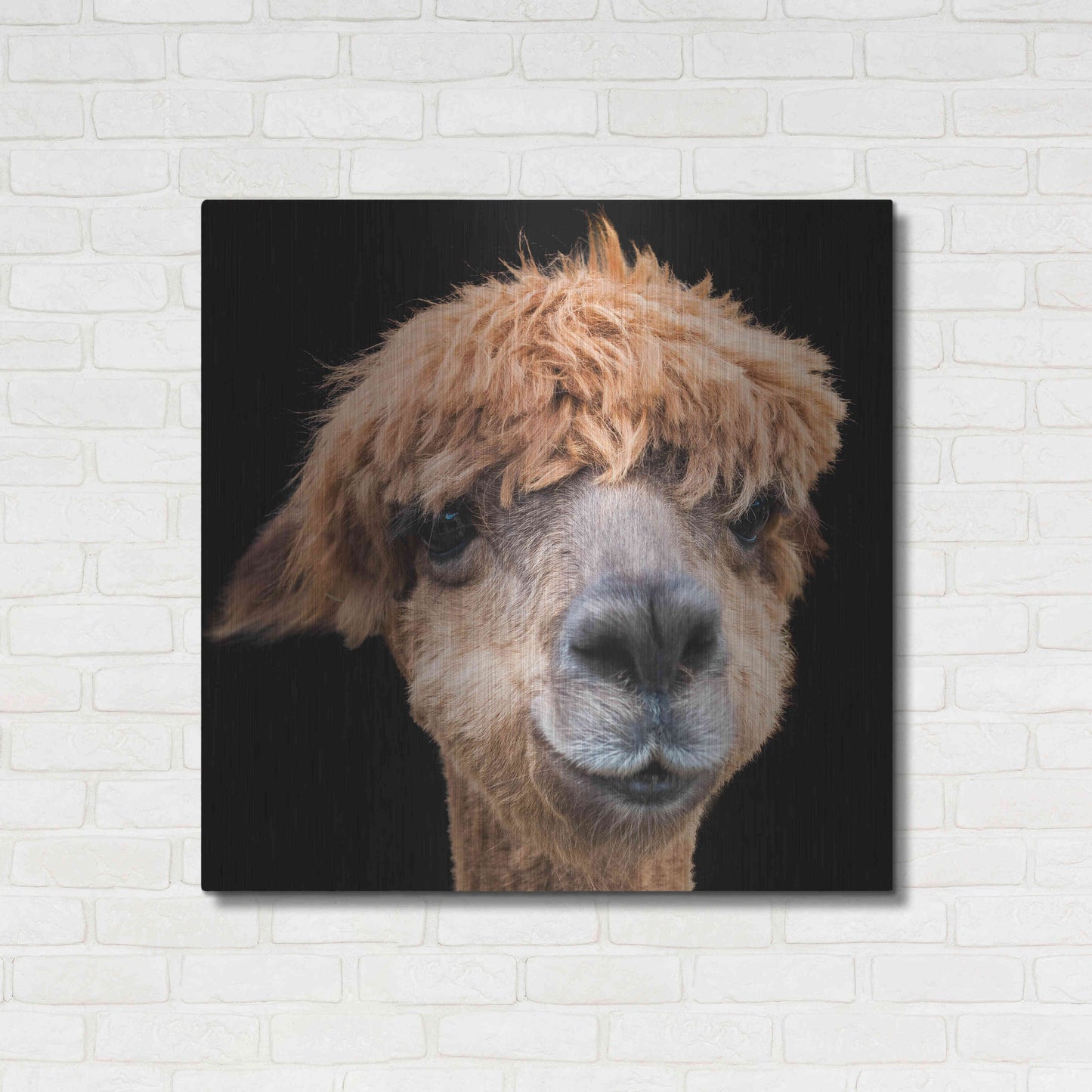 Luxe Metal Art 'Hippy Lama' by Epic Portfolio Metal Wall Art,36x36