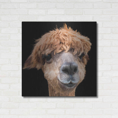 Luxe Metal Art 'Hippy Lama' by Epic Portfolio Metal Wall Art,36x36