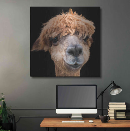 Luxe Metal Art 'Hippy Lama' by Epic Portfolio Metal Wall Art,36x36