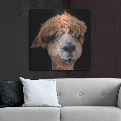 Luxe Metal Art 'Hippy Lama' by Epic Portfolio Metal Wall Art,36x36