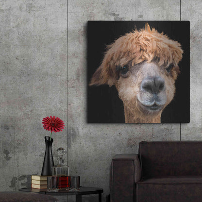 Luxe Metal Art 'Hippy Lama' by Epic Portfolio Metal Wall Art,36x36