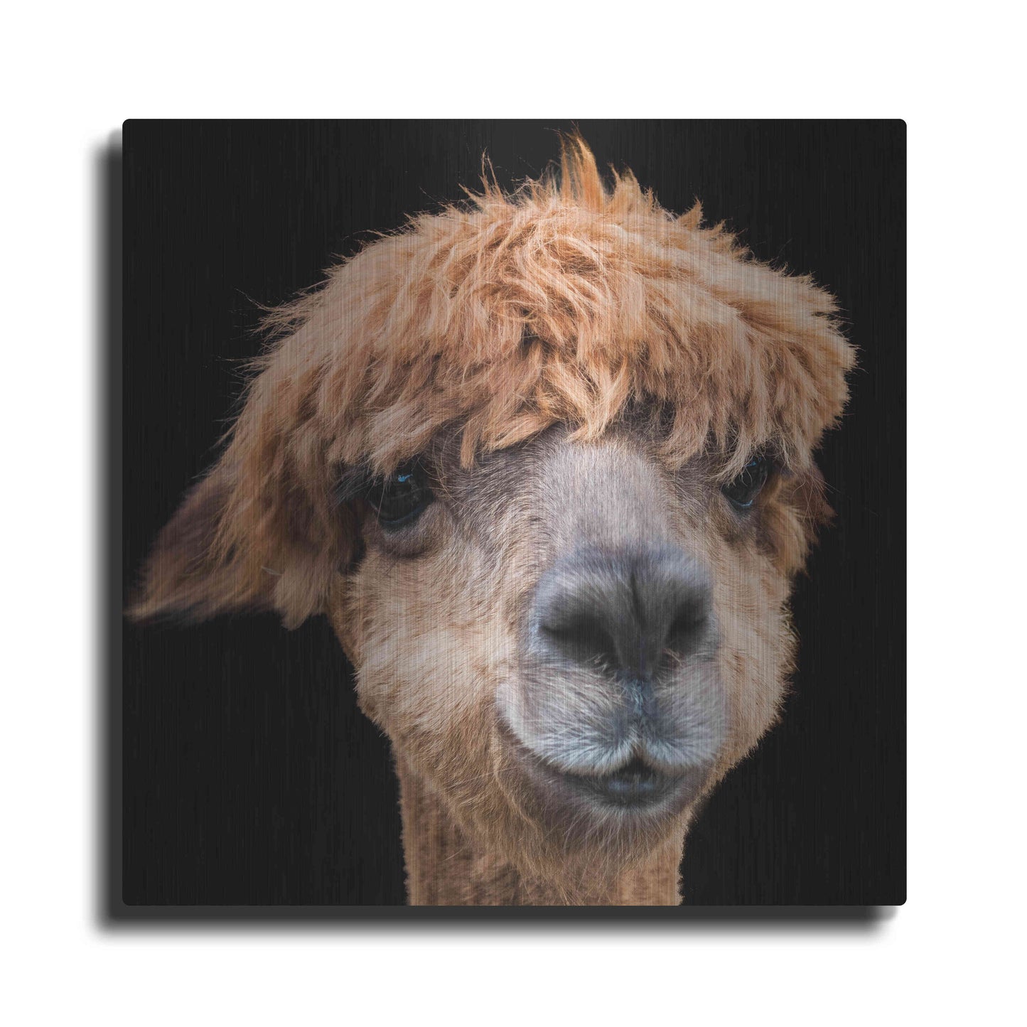 Luxe Metal Art 'Hippy Lama' by Epic Portfolio Metal Wall Art