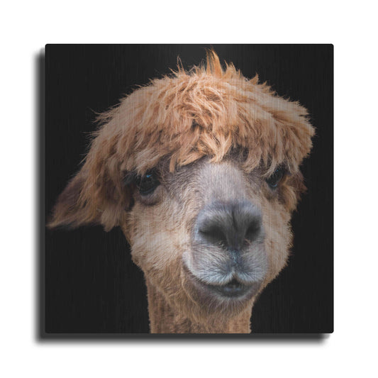 Luxe Metal Art 'Hippy Lama' by Epic Portfolio Metal Wall Art