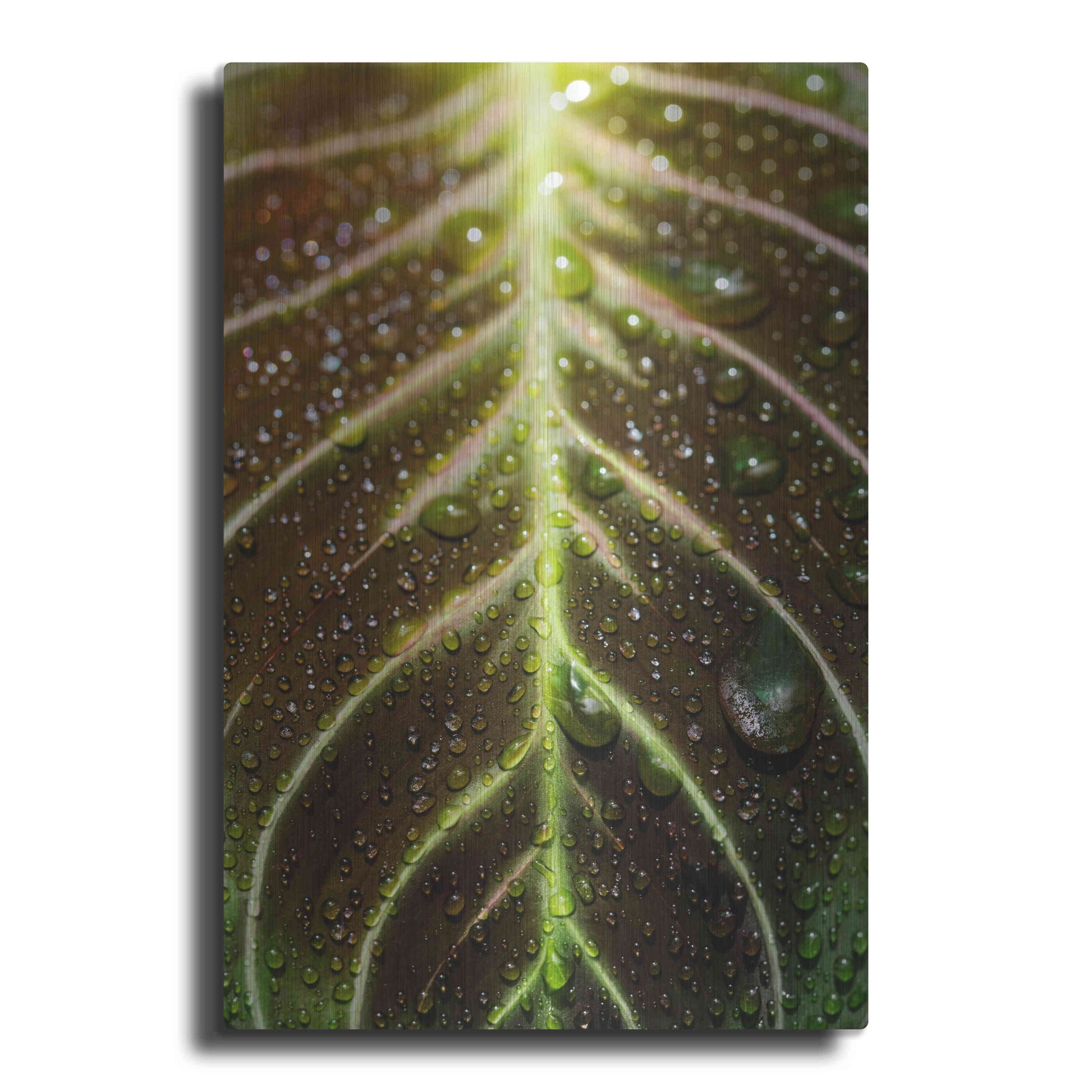 Luxe Metal Art 'Morning Dew' by Epic Portfolio Metal Wall Art