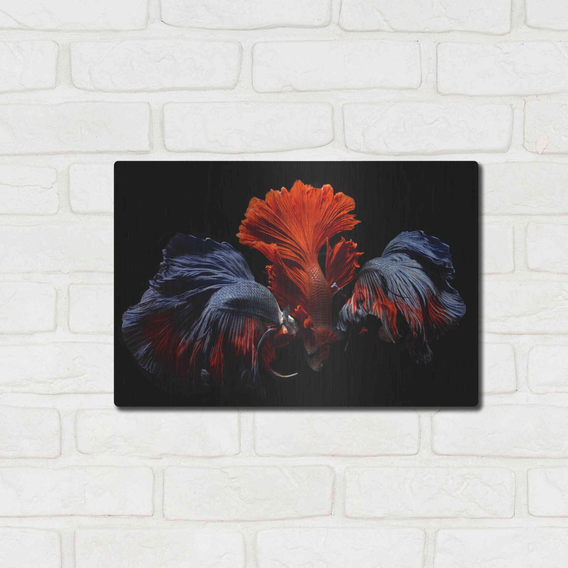 Luxe Metal Art 'Siamese Fighting Fish' by Epic Portfolio Metal Wall Art,16x12