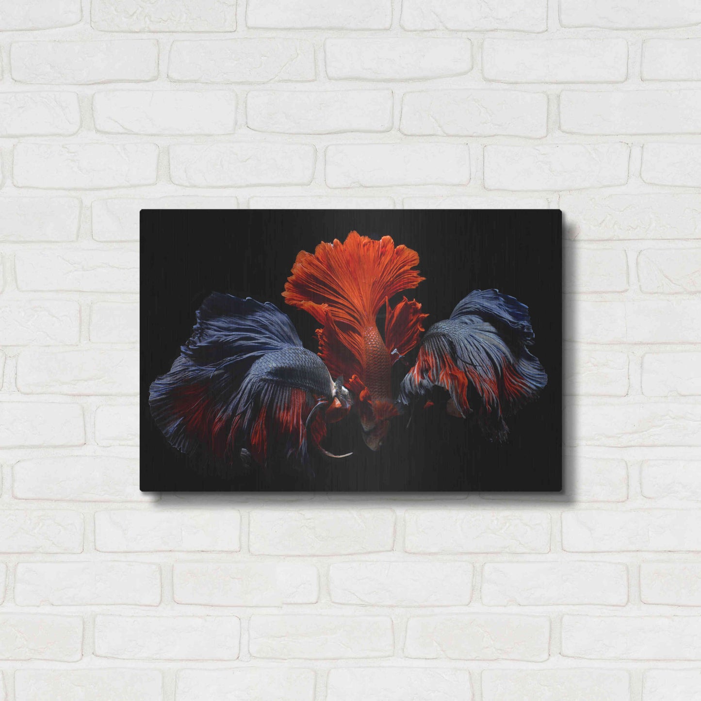 Luxe Metal Art 'Siamese Fighting Fish' by Epic Portfolio Metal Wall Art,24x16