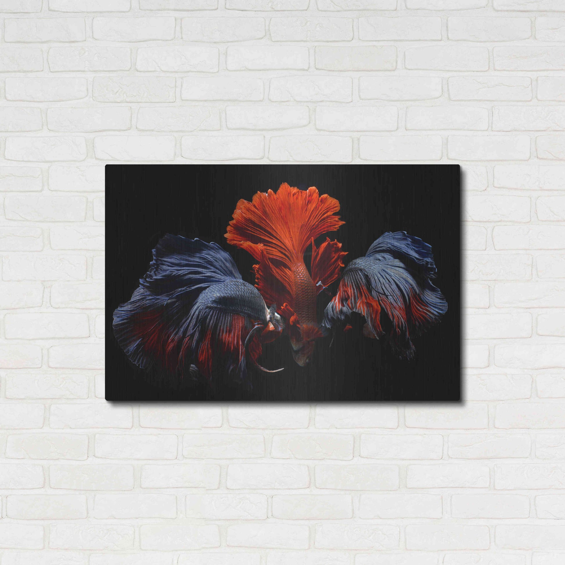 Luxe Metal Art 'Siamese Fighting Fish' by Epic Portfolio Metal Wall Art,36x24