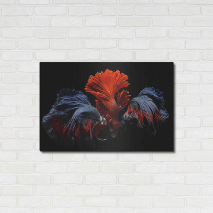 Luxe Metal Art 'Siamese Fighting Fish' by Epic Portfolio Metal Wall Art,36x24