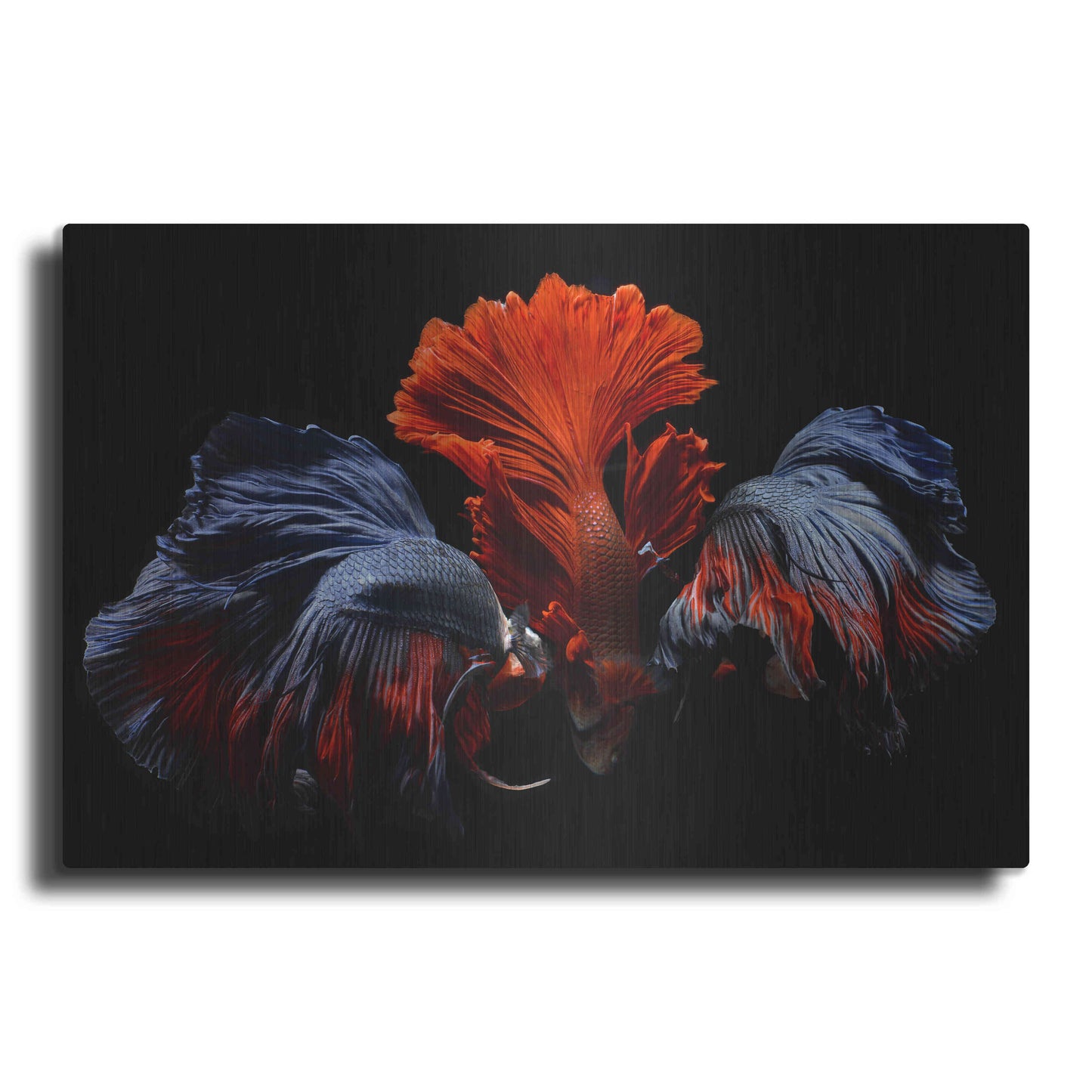 Luxe Metal Art 'Siamese Fighting Fish' by Epic Portfolio Metal Wall Art