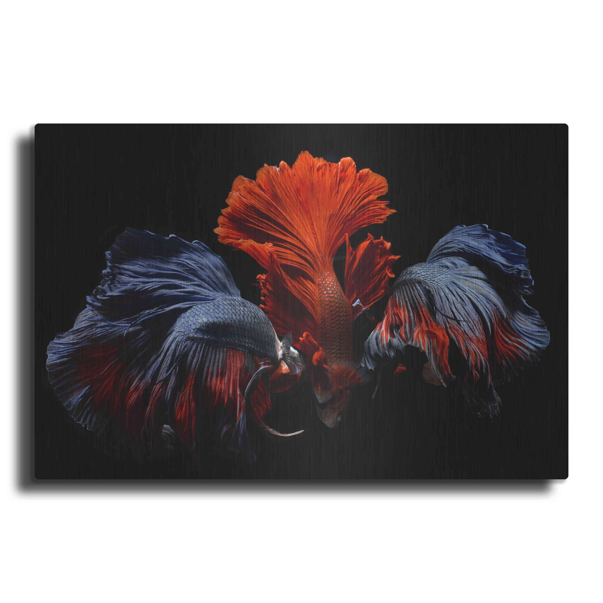Luxe Metal Art 'Siamese Fighting Fish' by Epic Portfolio Metal Wall Art