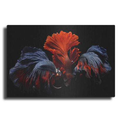 Luxe Metal Art 'Siamese Fighting Fish' by Epic Portfolio Metal Wall Art