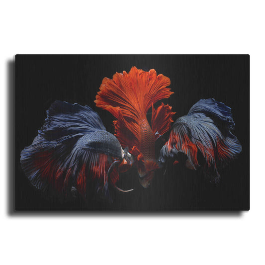 Luxe Metal Art 'Siamese Fighting Fish' by Epic Portfolio Metal Wall Art