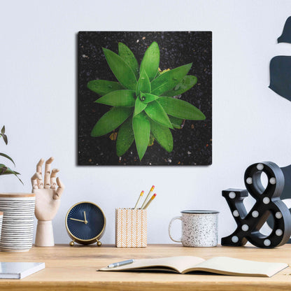 Luxe Metal Art 'The Green Bloom Crop' by Epic Portfolio Metal Wall Art,12x12