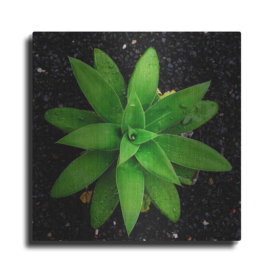 Luxe Metal Art 'The Green Bloom Crop' by Epic Portfolio Metal Wall Art