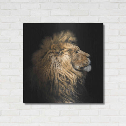 Luxe Metal Art 'The King Of The Jungle' by Epic Portfolio Metal Wall Art,36x36