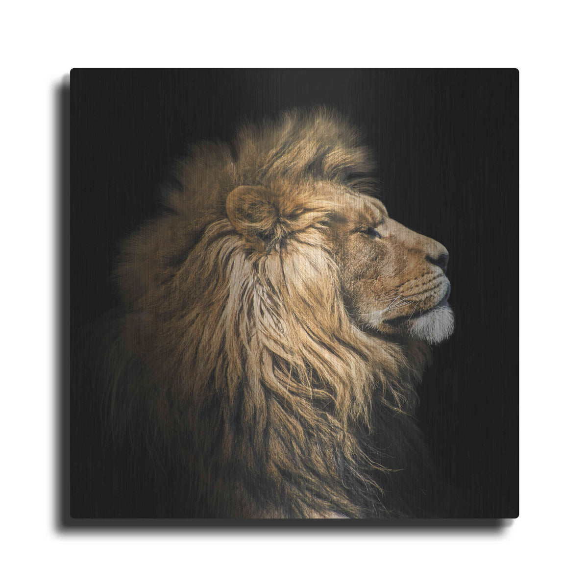 Luxe Metal Art 'The King Of The Jungle' by Epic Portfolio Metal Wall Art