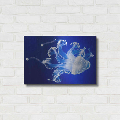 Luxe Metal Art 'Translucent Jellyfish' by Epic Portfolio Metal Wall Art,24x16