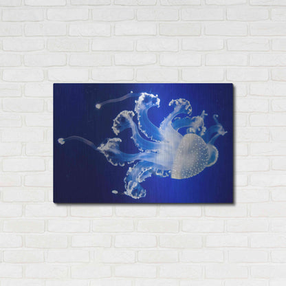 Luxe Metal Art 'Translucent Jellyfish' by Epic Portfolio Metal Wall Art,36x24