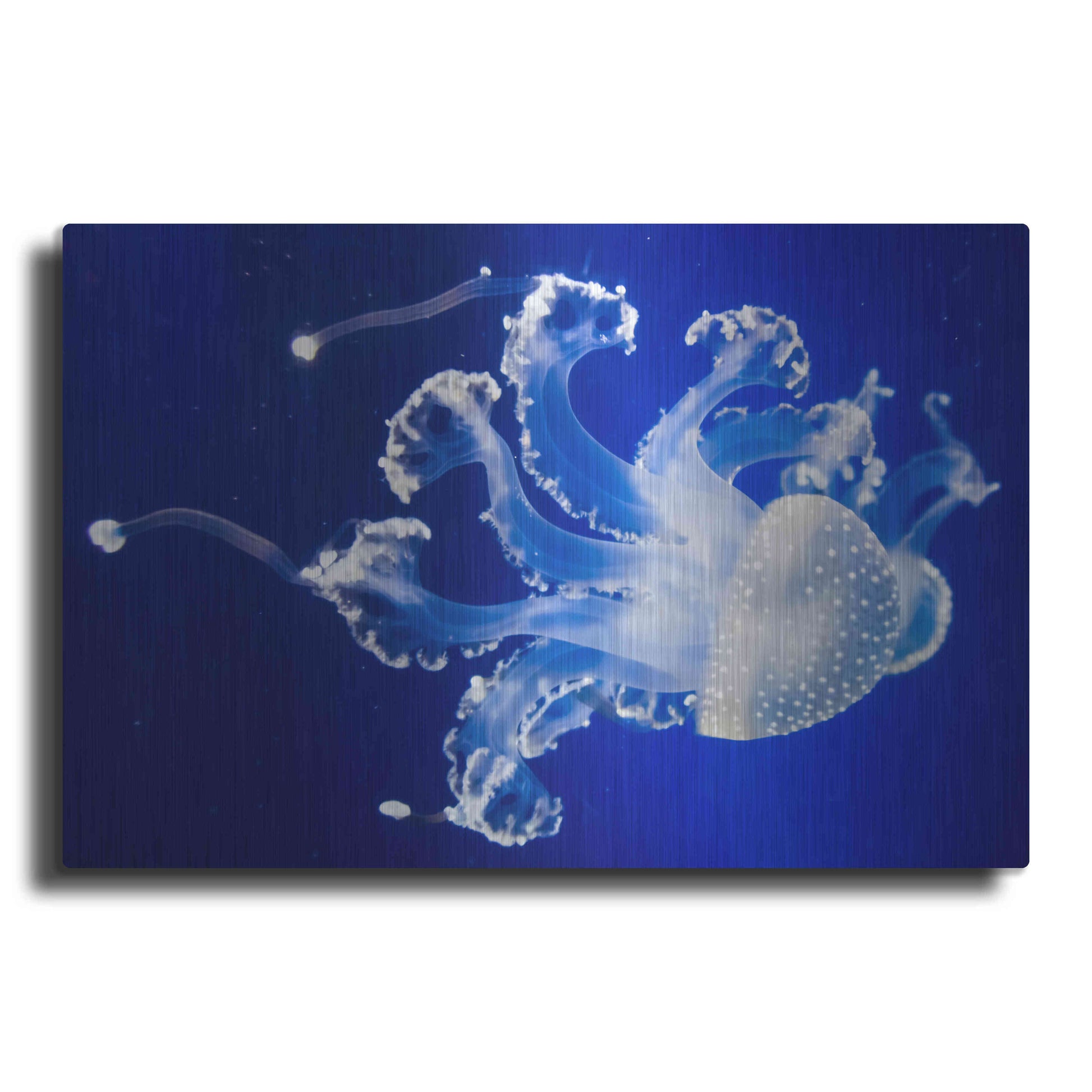 Luxe Metal Art 'Translucent Jellyfish' by Epic Portfolio Metal Wall Art