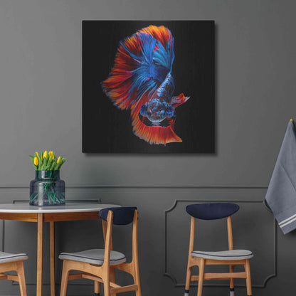 Luxe Metal Art 'Flamenco Fighter' by Epic Portfolio, Metal Wall Art,36x36