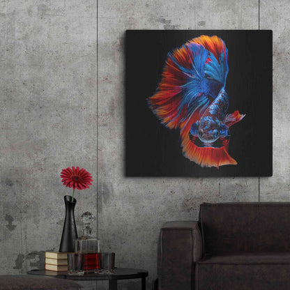 Luxe Metal Art 'Flamenco Fighter' by Epic Portfolio, Metal Wall Art,36x36