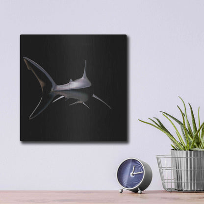 Luxe Metal Art 'Jaws' by Epic Portfolio, Metal Wall Art,12x12