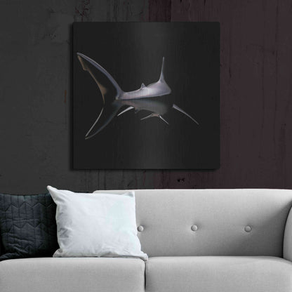 Luxe Metal Art 'Jaws' by Epic Portfolio, Metal Wall Art,36x36