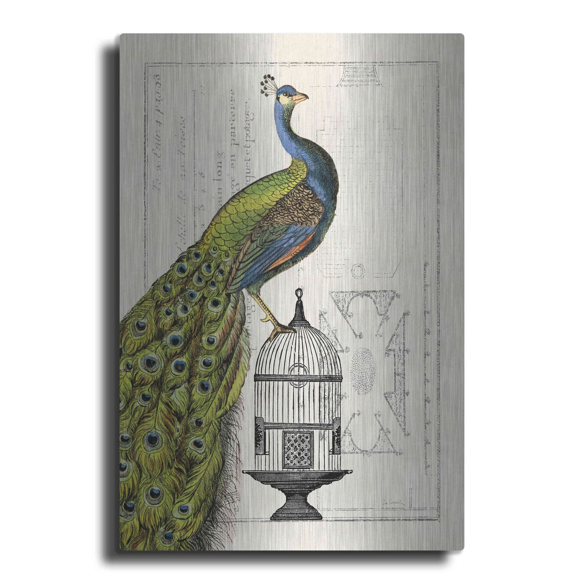 'Peacock Birdcage I' by Sue Schlabach – Metal Wall Art